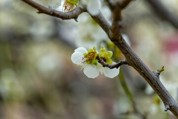白梅の花のクローズアップ