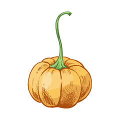 Hand drawn vintage sketch of orange pumpkin with long green stem in engraved style, isolated vector illustration
