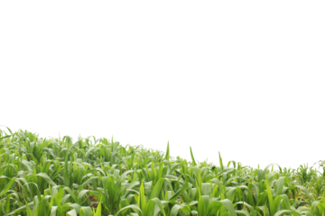 A field of corn isolated on transparent background for graphic design.