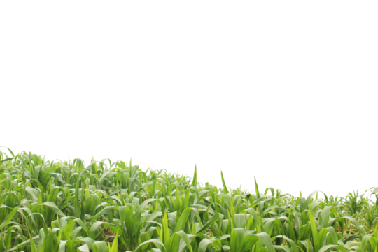 A field of corn isolated on transparent background for graphic design.