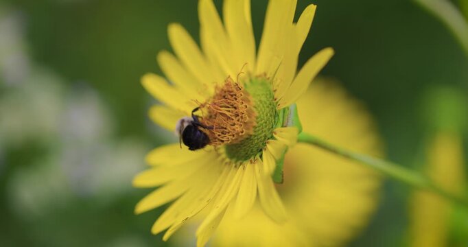 An Eastern Bumblebee (Bombus impatiens) visiting a bright yellow Cup Plant flower. It is a clear summer day. The shot was filmed in 120 fps for a smooth slow-motion effect