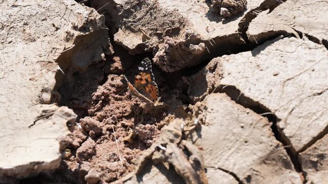 Painted Lady in the desert, Painted Lady,  Vanessa cardui, buttefly on pan , Sossulvei, zoom, Painted Lady,  buttefly , desert, pan, Sossulvei, zoom, Namibia