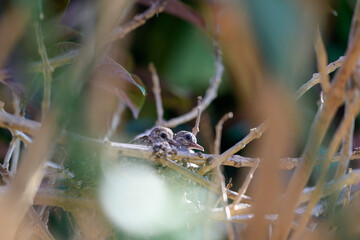 Fototapeta premium Two baby birds sitting closely together in a nest on tree branches, symbolizing nature, wildlife, new life, family bond, and natural ecosystem in the wild.