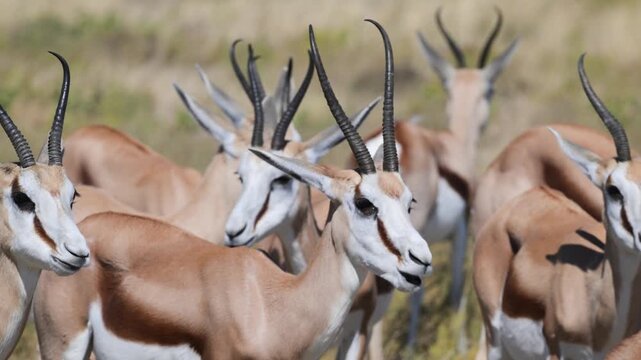 thomson&rsquo;s gazelle, Eudorcas thomsonii,  savannah, praire, Etosha National park, Namibia