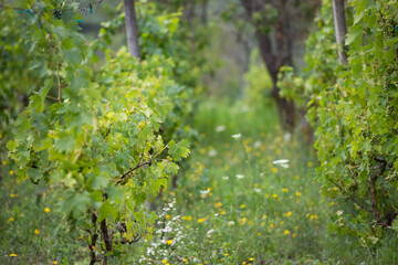 Green vineyard with unripe grapes hanging on vines. Scenic agricultural landscape with sunny weather