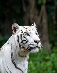 White Tiger Portrait, Zoo Habitat