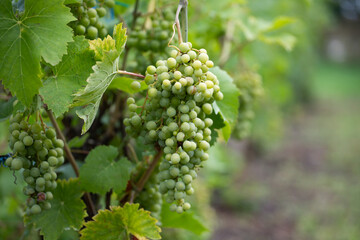 Green, unripe, young wine grapes in vineyard, early summer in vineyard