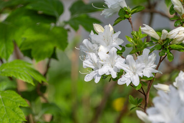 白いツツジの花と新緑の葉