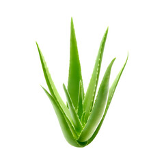 aloe vera plant