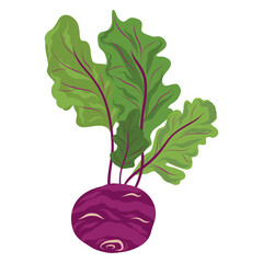 Purple kohlrabi vegetable vector, Fresh kohlrabi root illustration, Organic kohlrabi farm harvest design