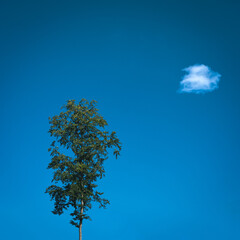Lone tree under blue sky, minimalist nature concept, single white cloud
