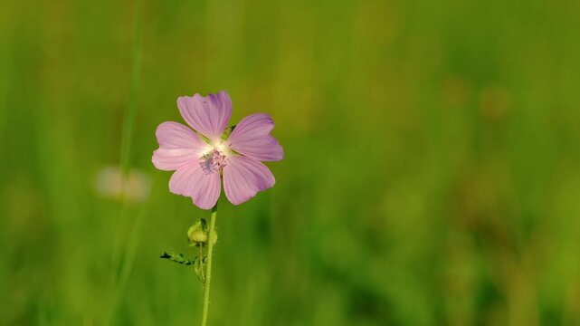 Macro close-up video of a mallow (Malva) flower in a summer meadow, gently swaying in a light breeze