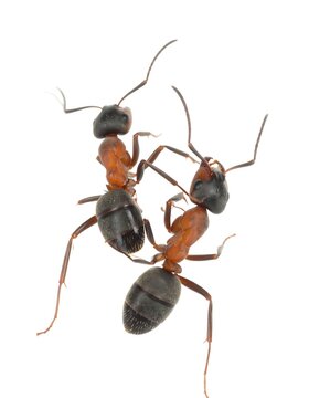 Two ants facing each other