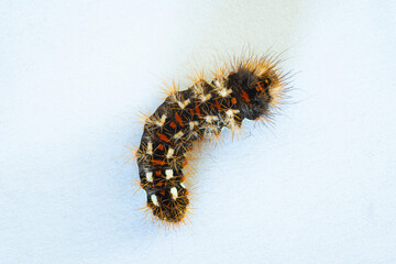 Close Up of a furry caterpillar resting against a white background