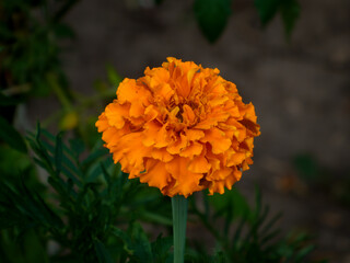 Macro Shot of a Bright Orange Flower.