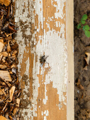 Macro Shot of a Fly on Wood.