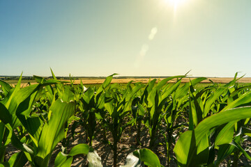 Green corn field under bright sunlight with blue sky and distant hills visible in the background