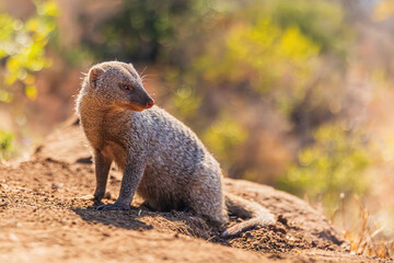 Curious mongoose sitting on sandy ground in warm evening light.