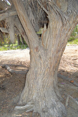 old tree trunk