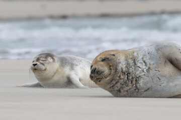 Seal resting on the beach in The Netherlands