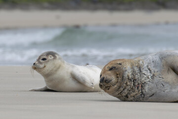 Fototapeta premium Seal resting on the beach in The Netherlands
