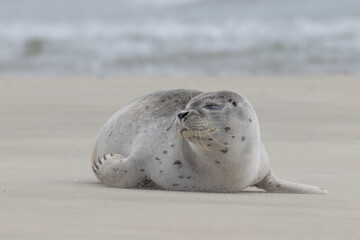 Seal resting on the beach in The Netherlands