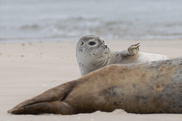 Seal resting on the beach in The Netherlands