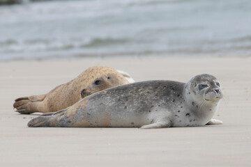 Seal resting on the beach in The Netherlands