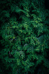 A close up of green White Cedar Thuja branches