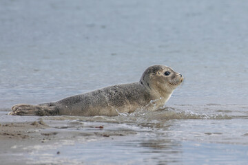 Naklejka premium Seal resting on the beach in The Netherlands