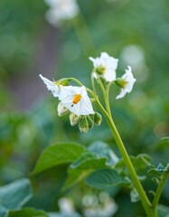 White Potato Blossoms Blooming in Field