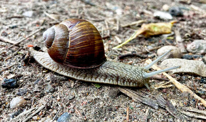 Large snail close-up. Bright Brown large snail. Slowly crawling slug