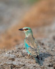 wild multi color bird Eurasian or European roller or Coracias garrulus migratory bird closeup or portrait perched on ground in grassland in winter season migration in forest safari of central india