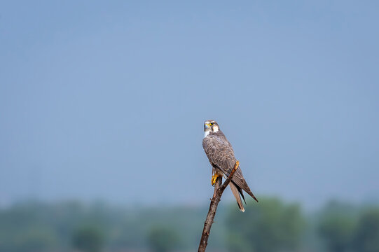 Laggar falcon or Falco jugger an angry and migratory bird Sitting on perch with green background during winter morning in an open grass field of tal chhapar blackbuck sanctuary rajasthan india asia