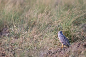 Montagu harrier male or Circus pygargus with eye contact migratory bird ground perched in green grass or meadow during winter season migration at tal chhapar sanctuary churu rajasthan india asia