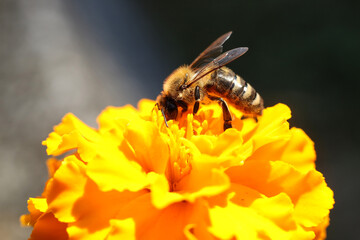 Bee on a marigold flower, close-up, macro