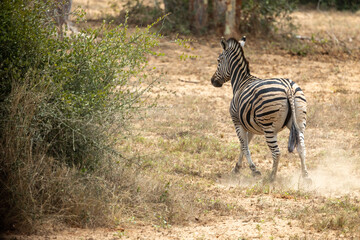 Zebra in Kissama National Park Angola Safari 
