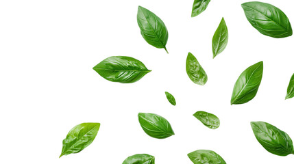Fresh basil leaves isolated on transparent background 