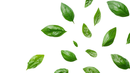 Fresh basil leaves isolated on transparent background 