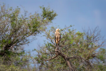 Tawny eagle or Aquila rapax bird of prey in natural green background perched on tree during earlhy winter migration at tal chhapar sanctuary rajasthan India