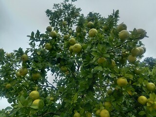 green orange in tree