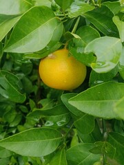 Orange in tree