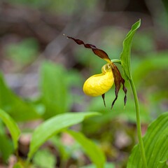 Yellow Lady Slipper Orchid in Forest (1)