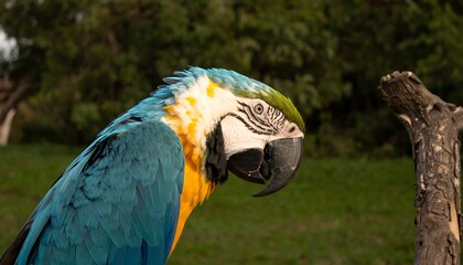 Obraz premium Vibrant parrot in natural setting