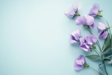 Delicate pastel purple sweet peas arranged artfully on a light, muted blue background.