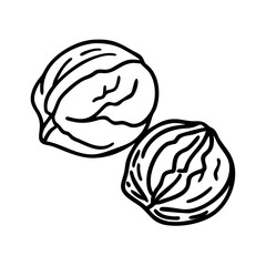 Hand-drawn walnut illustrations on white background – stock vector icon in line style