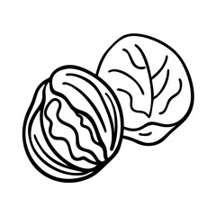 Hand-drawn walnut illustrations on white background – stock vector icon in line style
