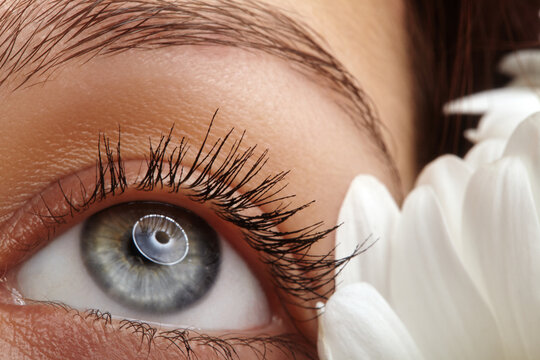 Close up of human blue eye with clean eyelashes and healthy skin, surrounded by white chrysanthemum petals. Concept of ophthalmology, eye care, medical health and clear natural vision - Powered by Adobe