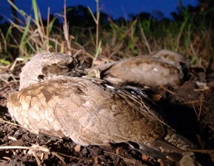 Obraz premium Two dead birds on the ground at night