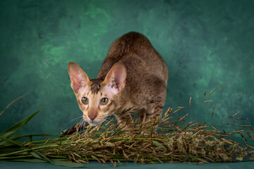A teenage cat of the Oriental breed. Spotted tabby kitten posing beautifully on green background in studio
